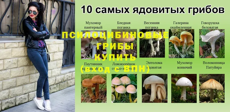 Псилоцибиновые грибы Magic Shrooms  как найти закладки  mega рабочий сайт  Курлово 